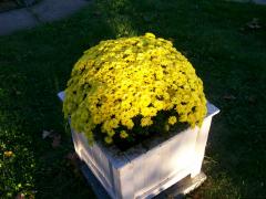 Wednesday October 03, 2007 06:23 - COUPLE DAYS AT MORRIS'S COTTAGE IN OCTOBER 011.jpg